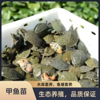 外塘养殖甲鱼批发直供-1688生态甲鱼礼盒定制