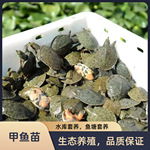 【甲鱼苗】正宗小鳖甲鱼苗南丰外塘养殖观赏鱼水池鱼缸冷水苗鱼塘