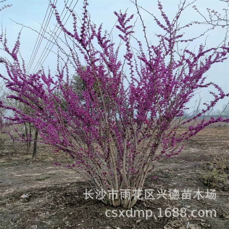 Оптовые поставки деревьев Баухинии, кустарников Баухинии, однораздельных саженцев Баухинии из Хунани, ярких инженерных саженцев.