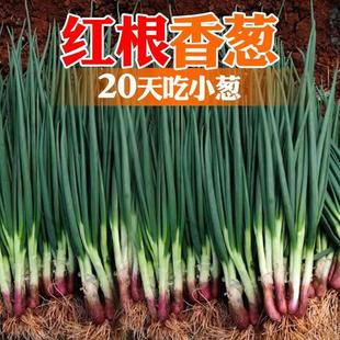 Red Root Chive Seeds, Red Onions, Chive Seeds, Onion Seeds, Four-Season Potted Vegetables, Vegetable Seeds, Zibo