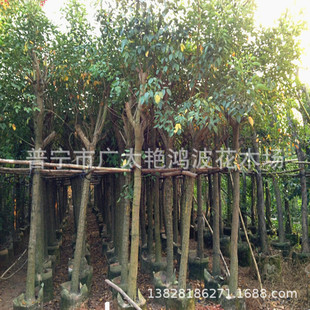 �V�|�u�ڴ�ͩ�G������ľ�������N�̹�ľ��ľ���̘��羰�^���ֲ��