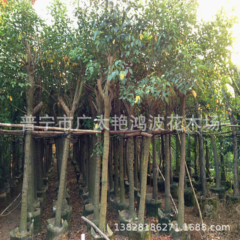 广东鸡冠刺桐艳鸿波苗木供应各种乔灌木树木工程树苗景观苗假植树