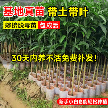 芒果树苗嫁接金煌芒四季芒果苗树红贵妃当年结果庭院盆栽果树果苗