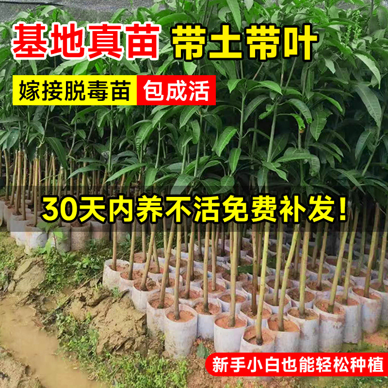 芒果树苗嫁接金煌芒四季芒果苗树红贵妃当年结果庭院盆栽果树果苗