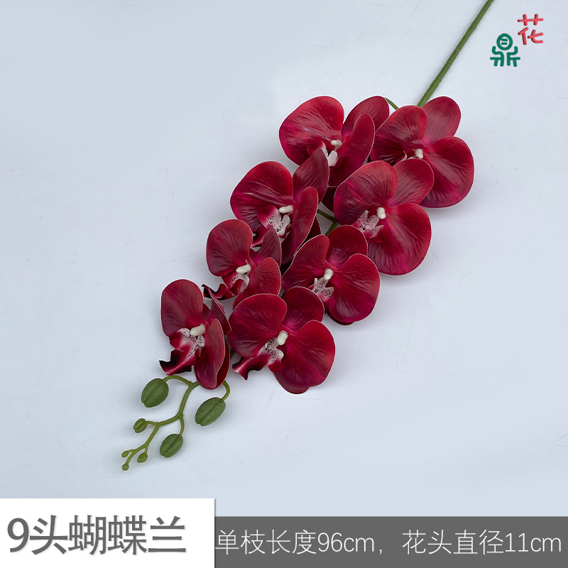 9 phalaenopsis GFG #52 레드