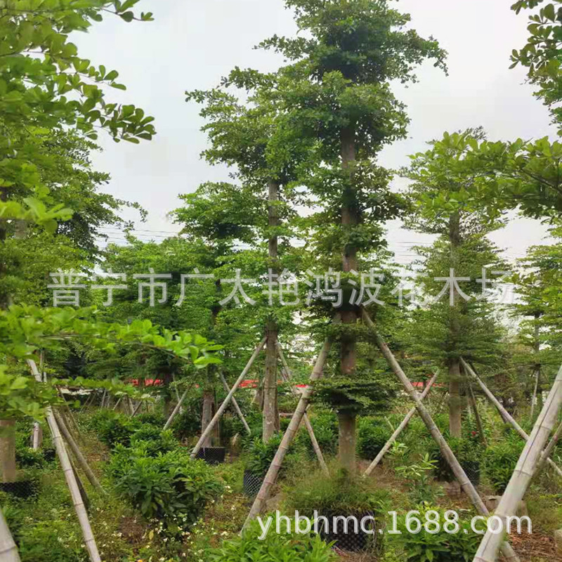 小叶榄仁容器苗细叶榄仁行道树园林景观工程苗木雨伞树5-25绿化树-阿里巴巴