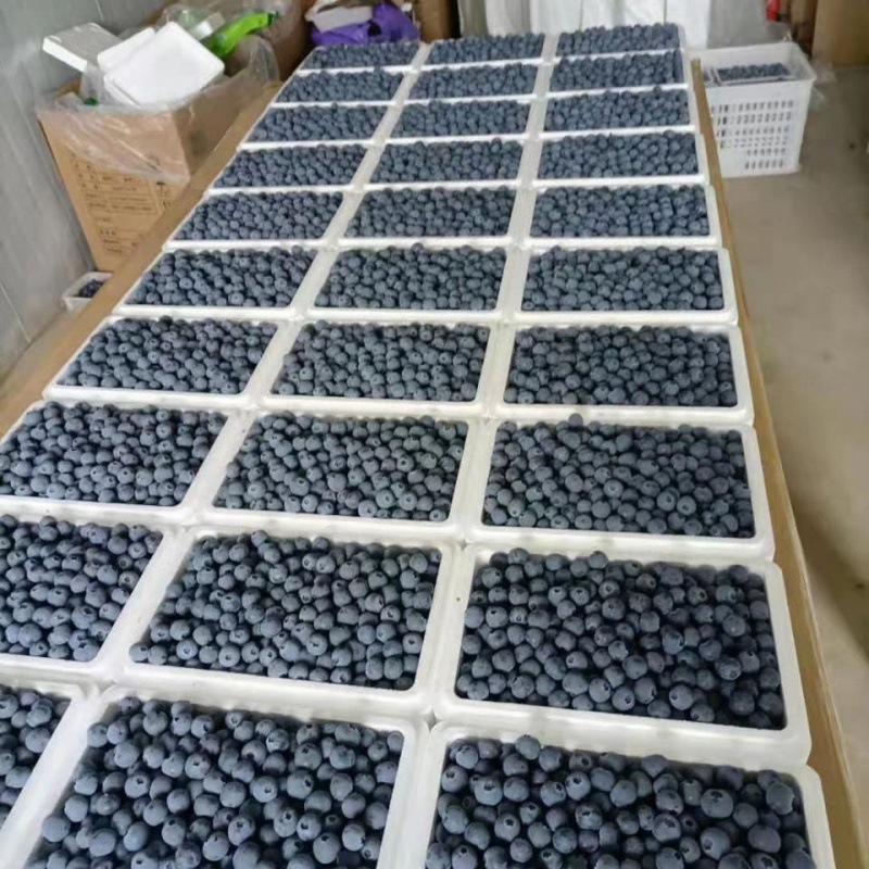 Blueberry fruit goods in stock fresh Now pick Now send pregnant woman fruit baby Supplementary food 2468 One piece wholesale