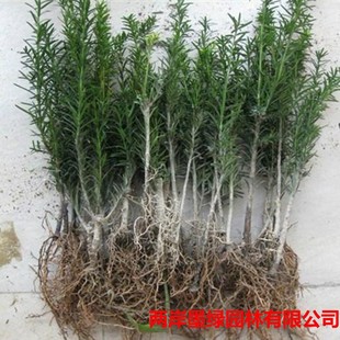 ���l�������ρ��t��ɼ �Ϸ��t��ɼ �|���t��ɼ ��С�� �辰����