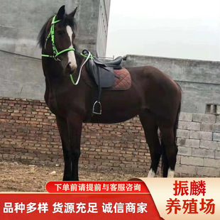 �ɹ��R �������R�T�������R�R ��Ѫ�R�Bֳ��