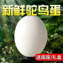 新鲜鸵鸟蛋送礼礼盒装超大非洲驼鸟蛋可食用鸸鹋蛋生鲜特大号鸡蛋