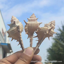 ��Ȼ���ݺ���ؐ���ֹ�����b��~���쾰���ϻ�c�zӰ����ؐ��