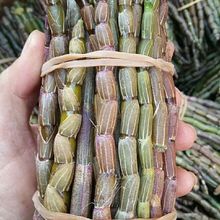 铁皮石斛鲜条500克 新鲜石斛枫斗云南紫皮石斛鲜条枫斗多规格