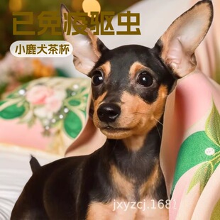 ���l����С¹Ȯ�豭Ȯ��Ȯ���w�����o�lȮС��Ȯ����Ȯ���pȮ����