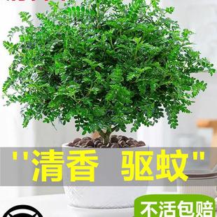 �������ľ���Ի����҃�����ò�ֲ������Ϙ��辰������Gֲ