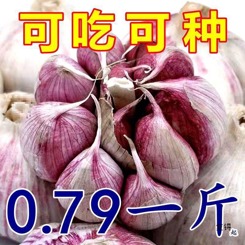 【Low Price】Purple-Skinned Garlic Heads, New Dried Garlic, Large Fresh Garlic, Whole Box