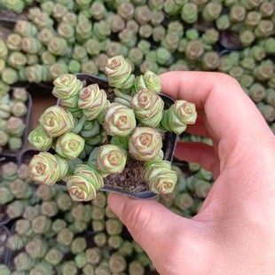Money String Succulent Plant Multi-Head Money String Flower Desktop Green Plant Peony Money String