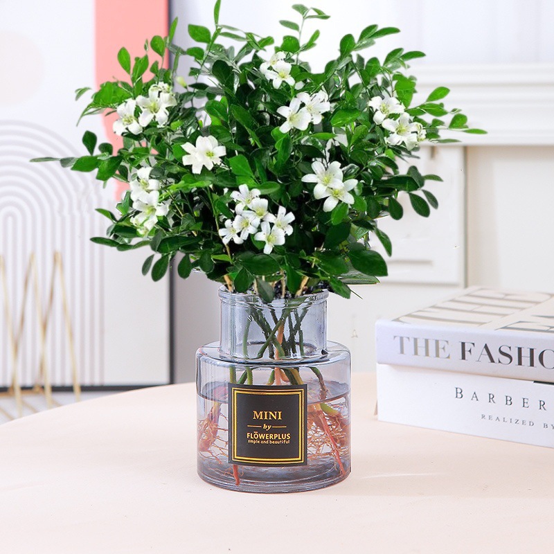 [신수경재배] 15-20CM 구리향 15-20그루(회색 유리병) 선정, 크리스탈 머드 + 영양액 무료