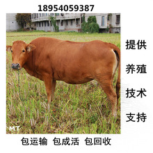 活魯西黃牛犢養殖廠  魯西黃牛養殖場 包成活 改良黃牛