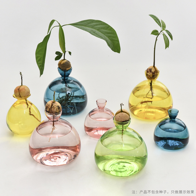 Japanese Style Avocado Hydroponic Glass Flower Vase Seed Special Planting Flower Vase Fruit Kernel Hydroponic Container Colorful Flower Vase 