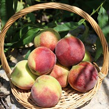 �����x��ɽ�|�������� ���l5��������Ӵ����֭�������r����ˮ