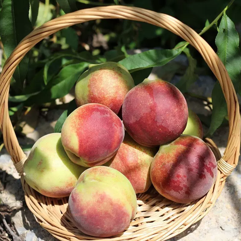 【活动】山东青州蜜桃 代发5斤应季青桃子脆甜多汁冬桃新鲜当季水