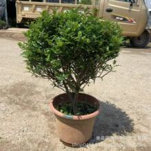 清香型驱蚊植物胡椒木盆栽办公室内桌面绿植带香味驱虫花卉清香