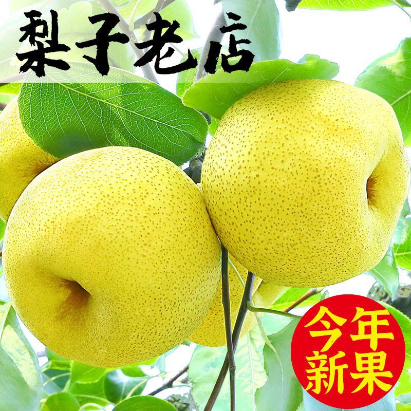 fruit wholesale Dangshan Pear 3/5/10 Pears fresh Season Pear Sydney Moon Full container wholesale