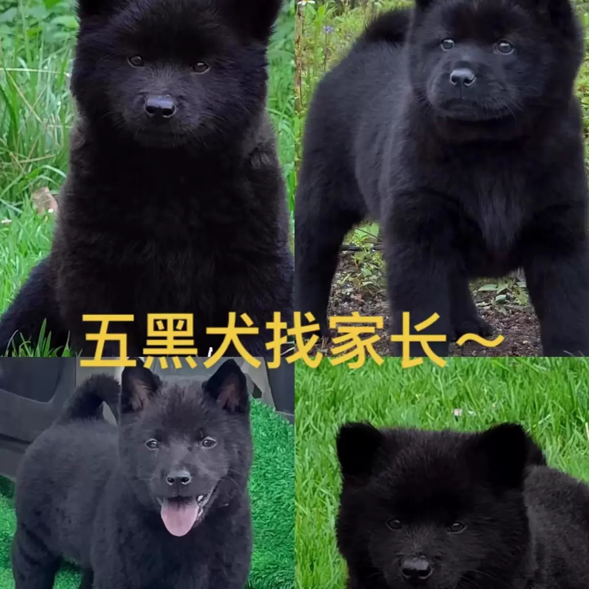 纯种五黑犬活体正宗广西幼犬中华田园黑色土松犬狗狗土猎