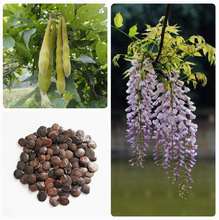 ٷNͥԺֲﻨNذ}Nļɲ羳