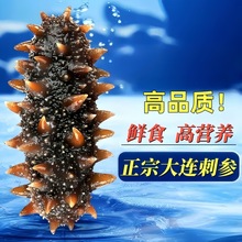 海参即食刺参大连海叁鲜活辽参干货野生营养海参500g单个装袋礼盒