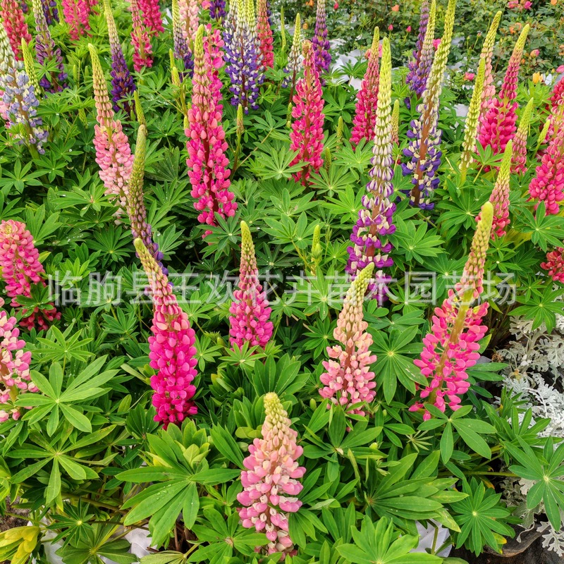 Люпин, клумба люпина, цветочная грядка, декоративный цветочный бонсай для городского сада, проект ландшафта в горшках