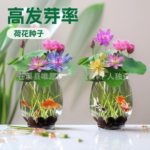 ���l��ɏˮ��ֲ�����˯ɏһ�~ɏ�N���҃Ⱥ��B�ļ��_�ɻ���ˮ�B