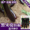 Eggplant seeds long eggplant seeds, vegetable seeds wholesale vegetable seeds, rapeseed vegetable seeds company sowing