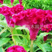 �u�ڻ��N�����ļ����N�_������ͥԺ�ͺ��͟�t�Pβ�����绨������