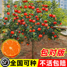 金秋沙糖桔苗砂糖橘树苗正宗早熟砂糖桔苗嫁接柑橘苗当年结果