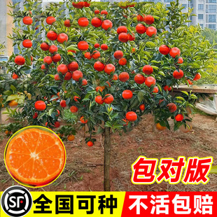 ����ɳ�ǽ���ɰ���٘�����������ɰ�ǽ���޽Ӹ����箔��Y��