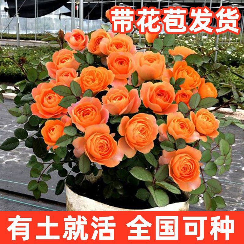 果汁阳台玫瑰花盆栽带花苞一年四季开花蔷薇花卉易好养活月季花苗