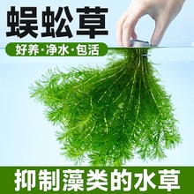 ����ˮ��ֲ���B���~���쾰�~�ݸ׃�ˮ�Gֲ�����B�~�G�պ󾰲ݸ�