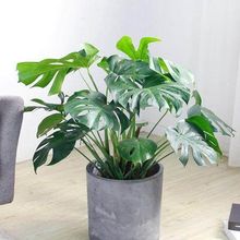 񱱚WL͏dˮֲGֲ[ļB՚Gֲ