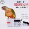 Parrot learning machine High -efficiency version (learn to speak, contain memory cards)