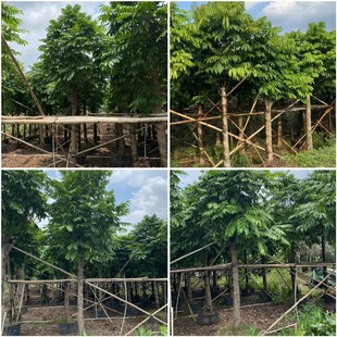 ���l10-15���������� ����� �y������ľ �ļ�������ľ