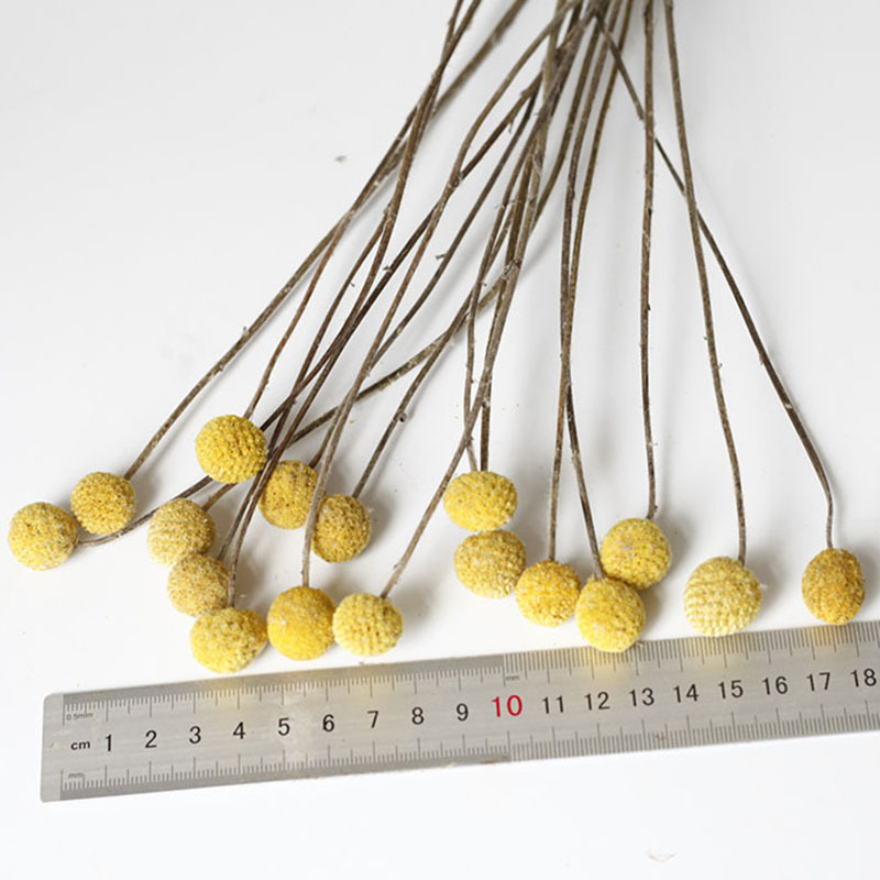 Flor seca Flor eterna Gypsophila Bola de oro No me olvides Flor seca Rosa hoja de eucalipto Pine Fruit Lover Grass al por mayor