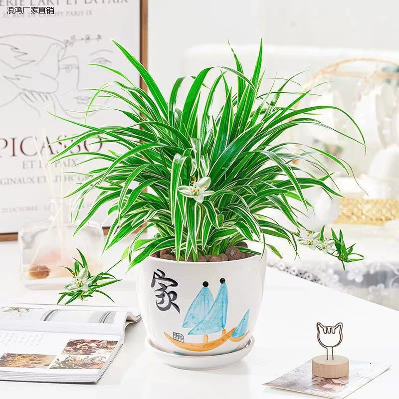 Пномпень хлорофит цветочное растение в горшке комнатное цветочное растение балкон очищенный воздух до формальдегида зеленое растение гидропонное подвесное