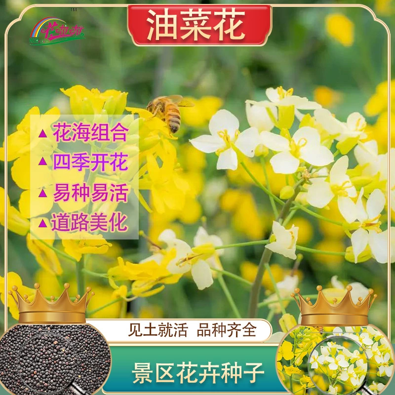 Пейзаж Цветок Морской Рапс Семена Цветов Декоративные Цветы Семена Цветов Высокоурожайный масляный-прессованный рапс Морозостойкая трава Семена цветов