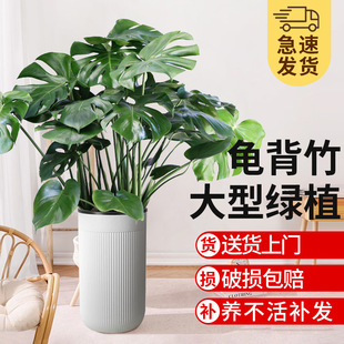 Monstera Living Room Large Potted Florals Indoor Green Plants Absorb Formaldehyde All Year Round Evergreen Large-Leaf Lazy Flower Pot Plants