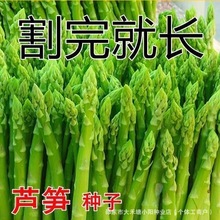 甜脆芦笋种子蔬菜之王四季种植绿芦笋种籽抗热耐寒高营养蔬菜种子