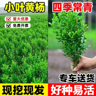 С�~�S��������S������ͥԺ�h�ʾG�����U�S�������~�S�����