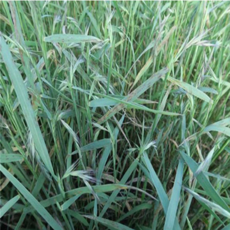 Семена содовых трав, засухоустойчивость, защита засоленных и щелочных склонов, семена, фиксирующие почву, ветро-пескостойкость, морозостойкость, быстрорастущие зеленые плоские семена