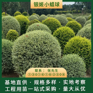 �y��СϞ�� ���~Ůؑ�� С�^�@�־G���� ����������ľ�� ��ľ����