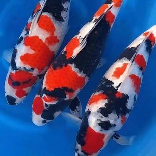 �M��Ѫ�y�Ѻ��S��׌���ϵ���ھ�Ʒ�\���~���N�t�������\����}